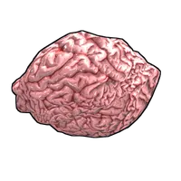 Fresh Brain