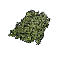 Jungle Ivy