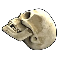 Skull